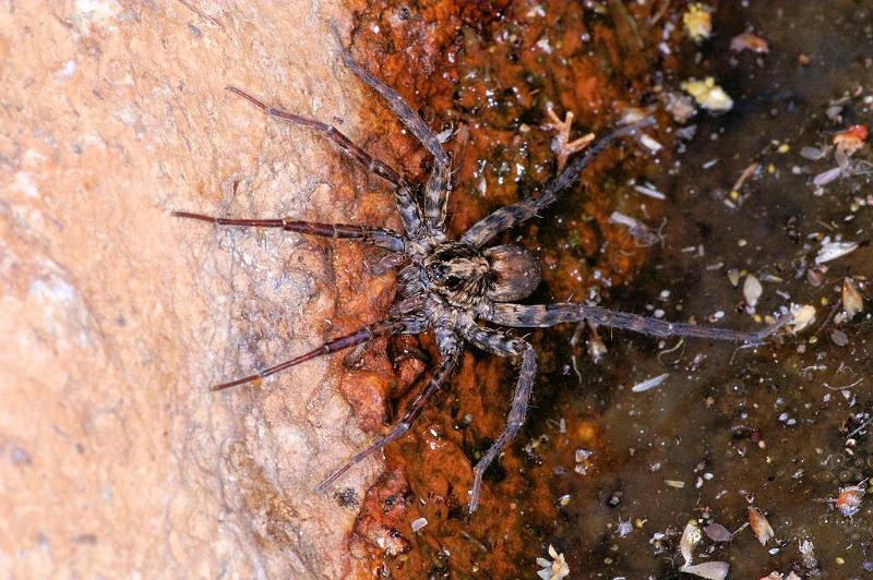 Dolomedes_ZZ321_D3595_Z_86_Mt Augustus_Australie.jpg